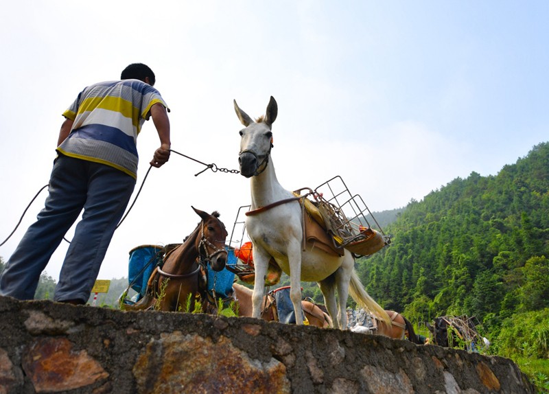 阳山县骡马运输