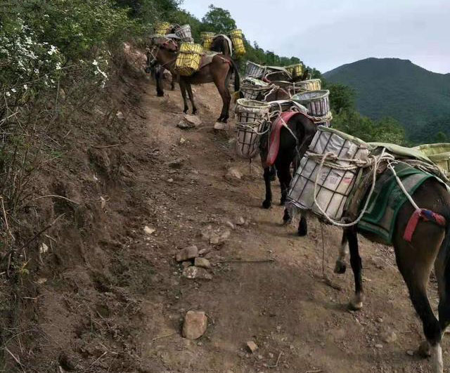 阳山县马队运输电话